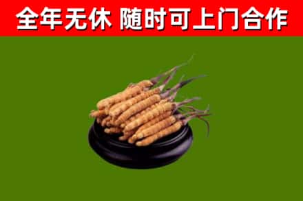 当阳烟酒回收冬虫夏草.jpg