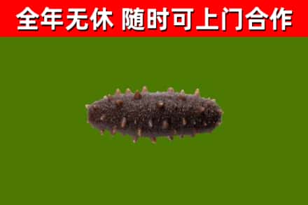 当阳烟酒回收干海参.jpg